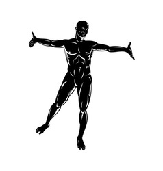 Male human anatomy standing Royalty Free Vector Image