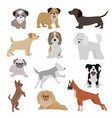 dog cute cartoon puppy home vector image