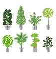 big trees house plants collection vector image