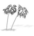 drawing of two tropical coconut trees vector image vector image