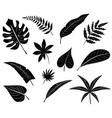silhouettes of tropical leaves vector image