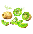 watercolor kiwi fruit and his sliced segments vector image