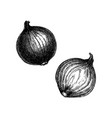onion hand-sketched set full and half cutout vector image vector image