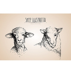 White sheep farm hand drawn sketch Royalty Free Vector Image