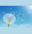 dandelion with flying seeds on cloudy sky vector image vector image