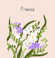 spring postcard delicate freesia flowers nature vector image vector image