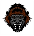 Angry gorilla head Royalty Free Vector Image - VectorStock