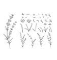 hand drawn design elements lavender in sketch vector image