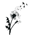 silhouette of a dandelion with flying seeds black vector image vector image