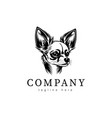 head of chihuahua dog vector image