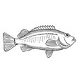 perch engraving hand drawn fresh water fish vector image vector image