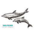 hand drawn dolphins vector image