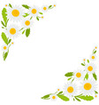 daisy flowers background vector image