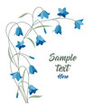 summer flower campanula vector image