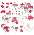 collection pink rose flowers in vintage style vector image