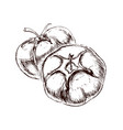 brown sketch of couple lushy tomatoes in classic vector image vector image