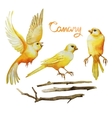 watercolor canary set vector image