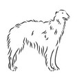russian borzoi dog sketch hunting contour vector image