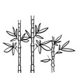 handdrawn bamboo plant doodle style isolated vector image