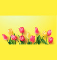 tulips on a yellow backgroundspring background vector image