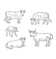 set different cows in outlines vector image