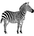 jumping striped african zebra hand-drawn vector image vector image