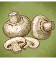 engraving champignons retro vector image vector image