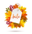 autumn seasonal sale label vector image