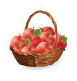 basket with apples harvest vector image