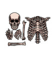 human skeleton set vector image