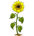 sunflower vector image vector image