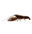 broad-fingered crayfish isolated vector image vector image