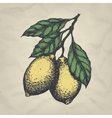 branch with lemons hand drawn vintage style vector image vector image