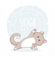 cat yoga asana vector image