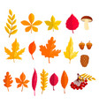 set of autumn leaves in cartoon style design vector image