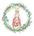 watercolor peter rabbit with christmas stocking vector image