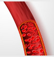 human blood vessel with red blood cells blood vector image vector image