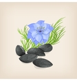 nigella or black cumin with flowers and leaves vector image vector image