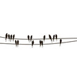 swallows on wires vector image vector image