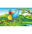 a colorful parrot in the forest vector image