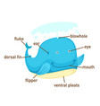 whale vocabulary part of body vector image vector image