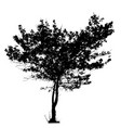 tree on white background vector image vector image