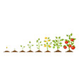 red tomato plant growing stages vector image