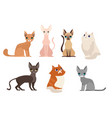 set different cat breeds vector image vector image