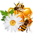 honeycomb bee flowers emblem vector image vector image