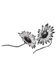 antique daisies engraving vector image vector image